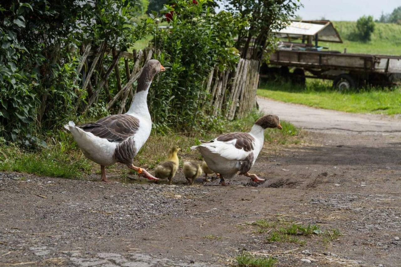 Carlo Daire Wangen im Allgäu Dış mekan fotoğraf